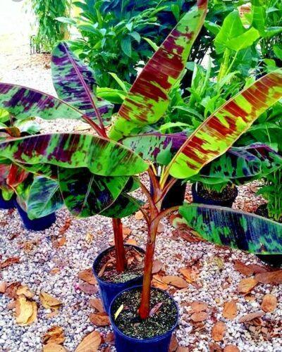5 Red Tiger Banana (Musa Sikkimensis) Seeds - Seed World
