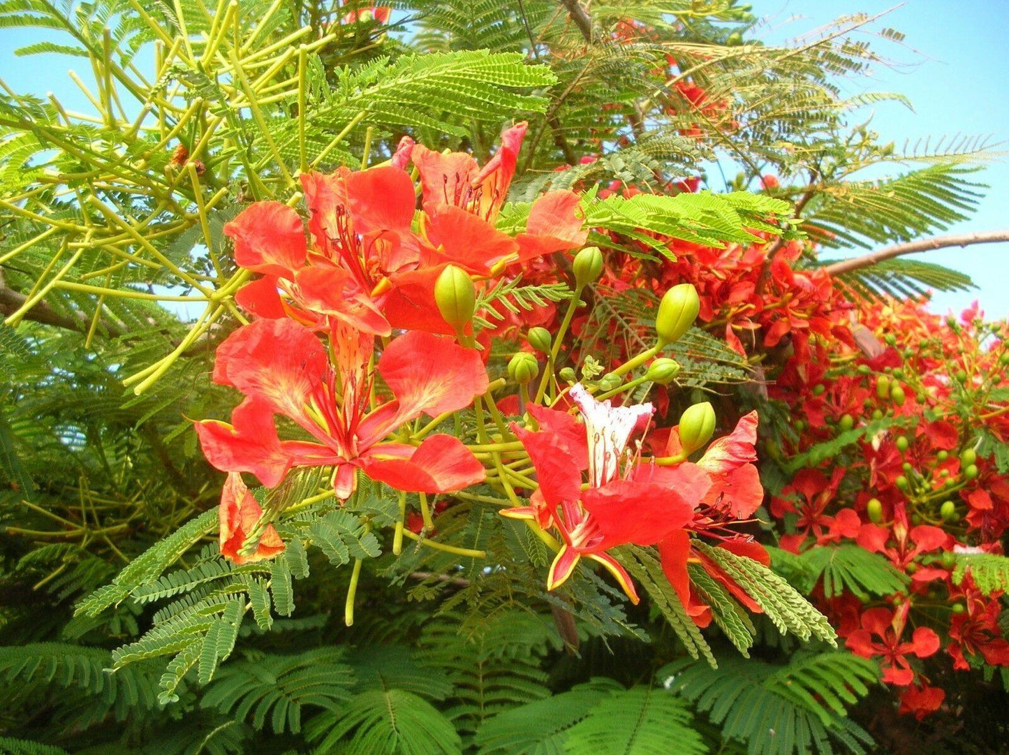 5 Royal Poinciana Tree (Delonix Regia) Seeds - Seed World