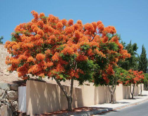 5 Royal Poinciana Tree (Delonix Regia) Seeds - Seed World