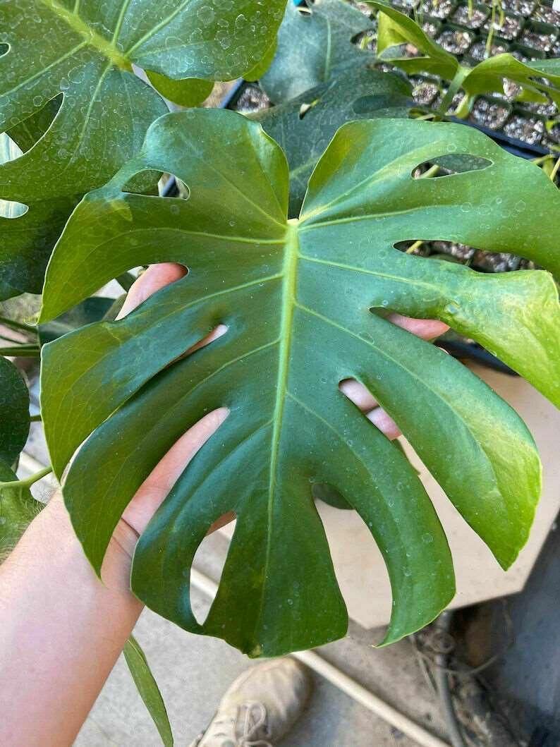 5 Swiss Cheese Plant - Monstera deliciosa Seeds - Seed World