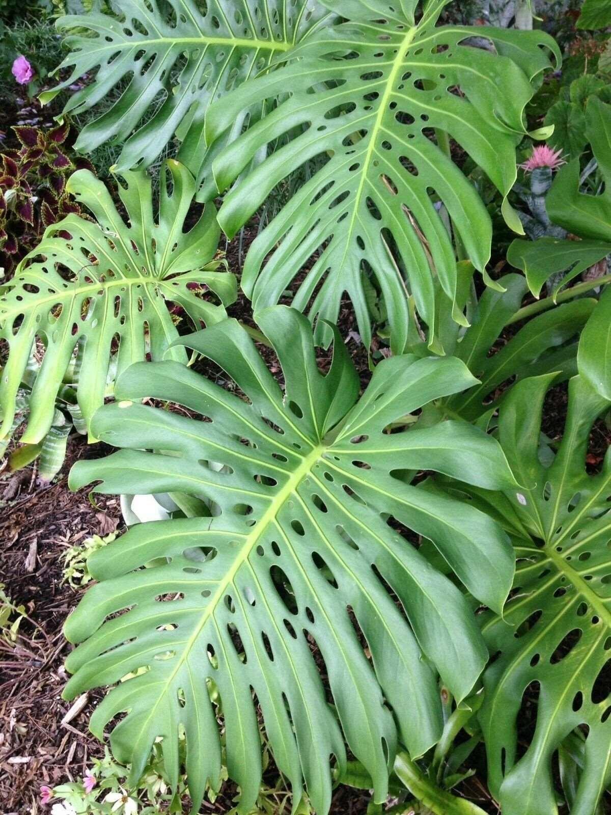 5 Swiss Cheese Plant - Monstera deliciosa Seeds - Seed World