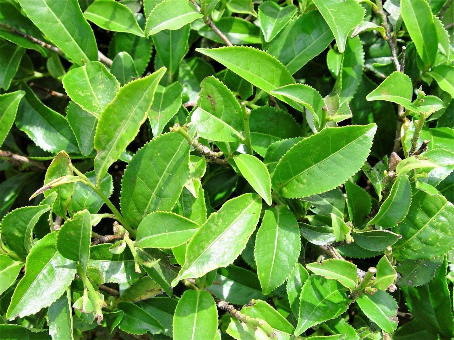 5 Tea Plant - Camellia Sinensis Seeds - Seed World