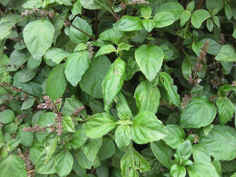 5 True Patchouli Seeds - Seed World