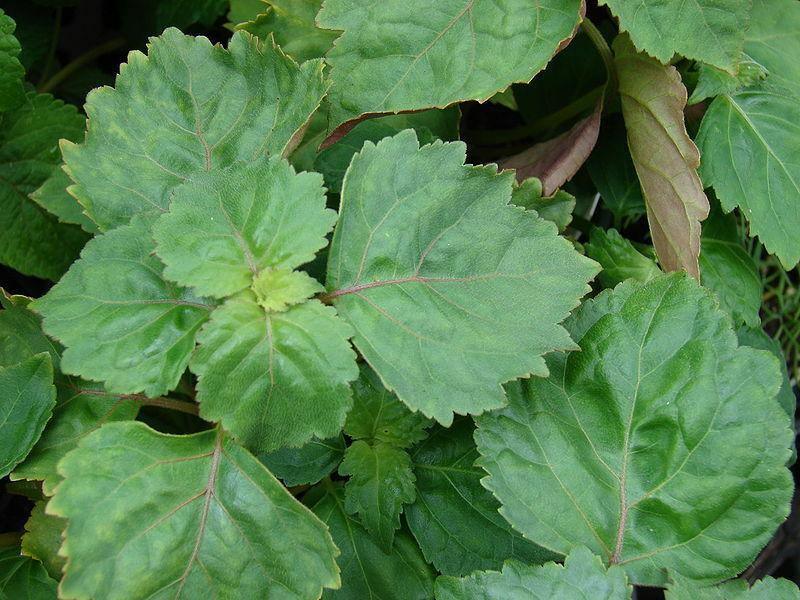 5 True Patchouli Seeds - Seed World