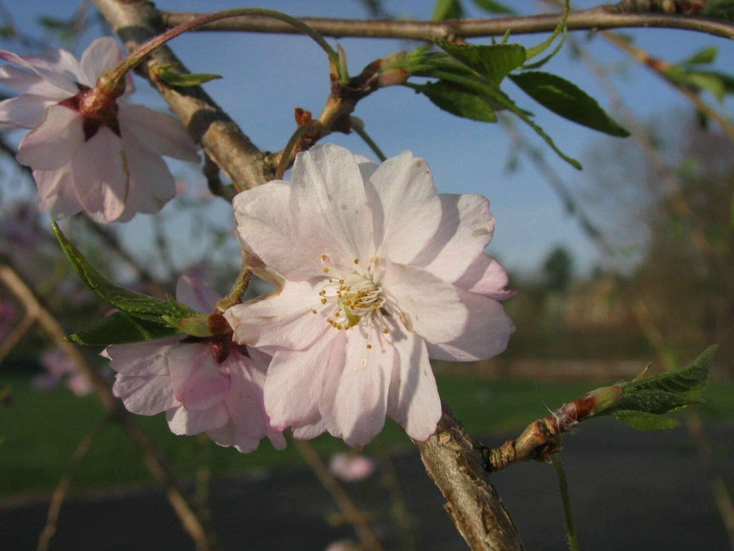 5 Weeping Higan Cherry Seeds - Seed World