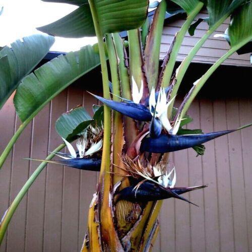 5 White Bird of Paradise Seeds - Seed World