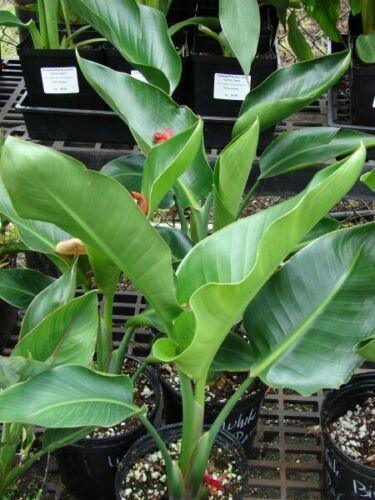5 White Bird of Paradise Seeds - Seed World