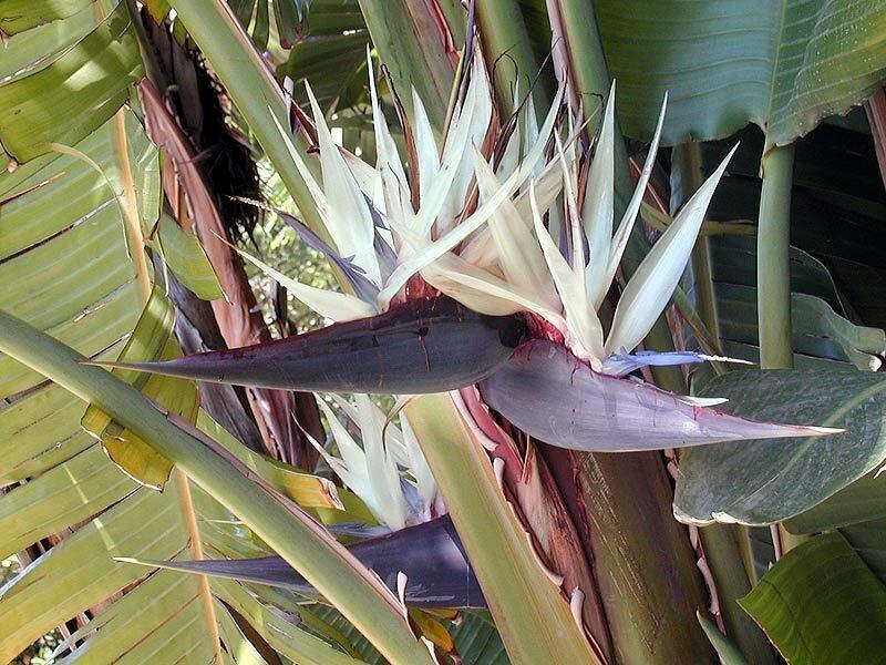 5 White Bird of Paradise Seeds - Seed World