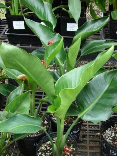 5 White Bird of Paradise Seeds - Seed World