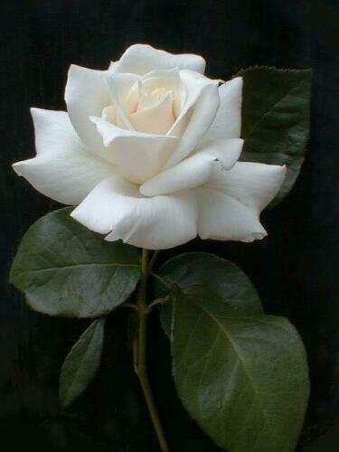 5 White Rose Seeds - Seed World