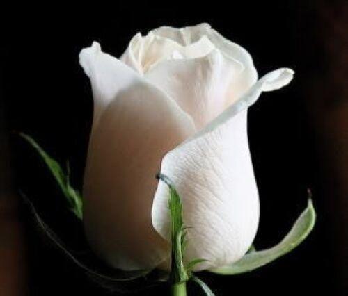 5 White Rose Seeds - Seed World