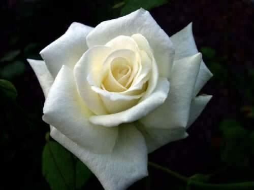 5 White Rose Seeds - Seed World