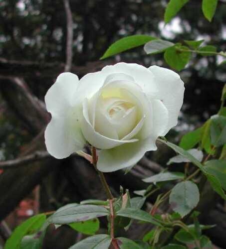 5 White Rose Seeds - Seed World