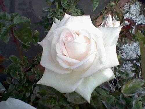 5 White Rose Seeds - Seed World