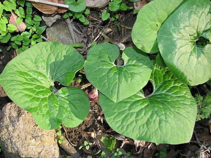 5 Wild Ginger Seeds - Seed World