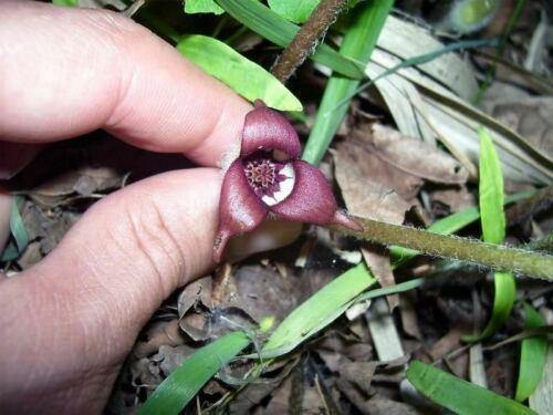 5 WILD GINGER Seeds - Seed World