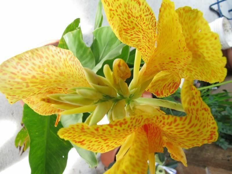 5 Yellow Canna Lily Seeds - Seed World