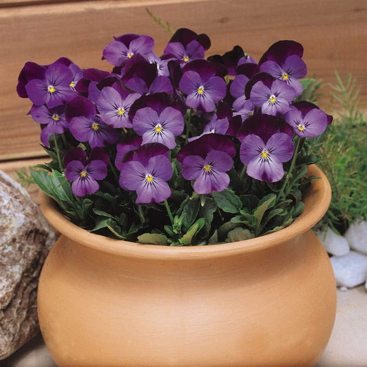 50 Admiration - Viola Seeds - Seed World