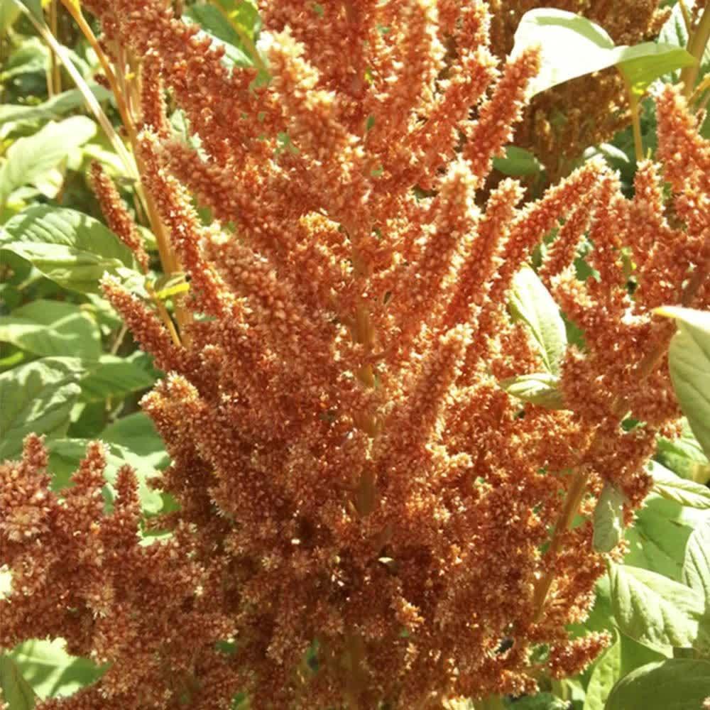 50 Amaranthus Cruentus | Hot Biscuit Seeds - Seed World