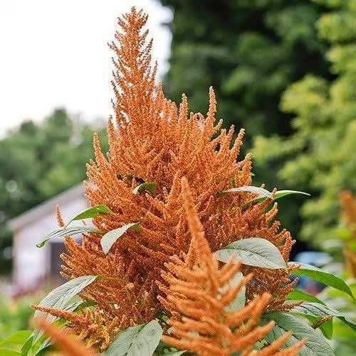 50 Amaranthus Cruentus | Hot Biscuit Seeds - Seed World