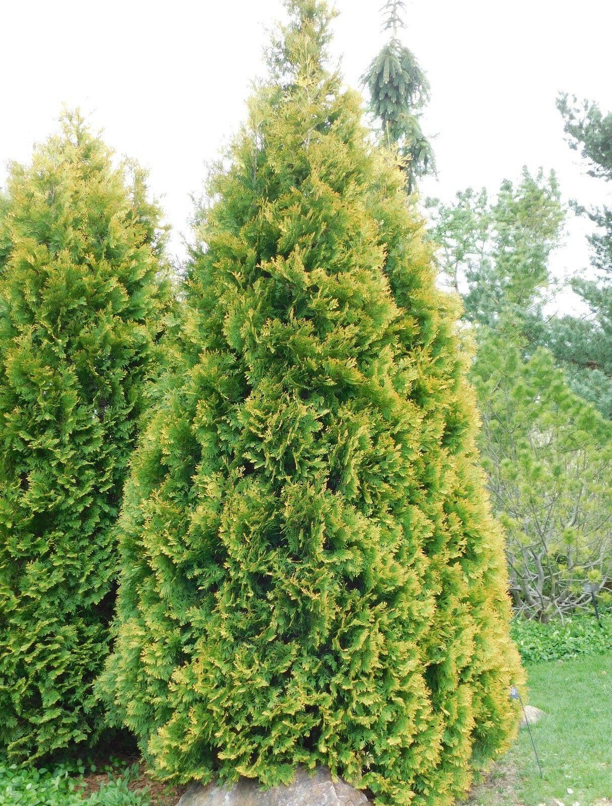 50 American Arborvitae (Thuja Occidentalis) Seeds - Seed World