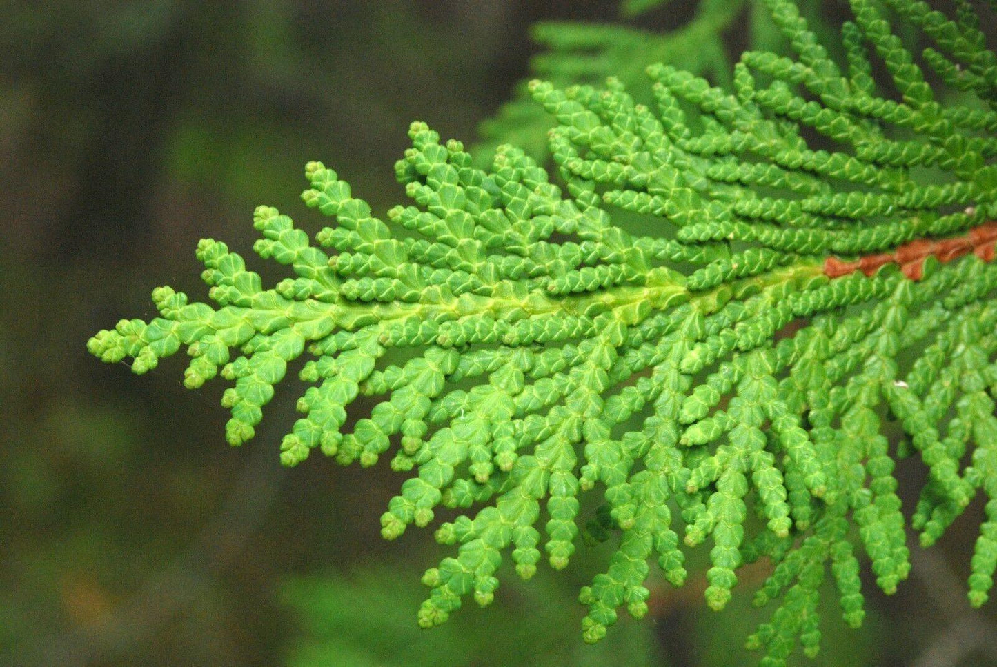 50 American Arborvitae (Thuja Occidentalis) Seeds - Seed World