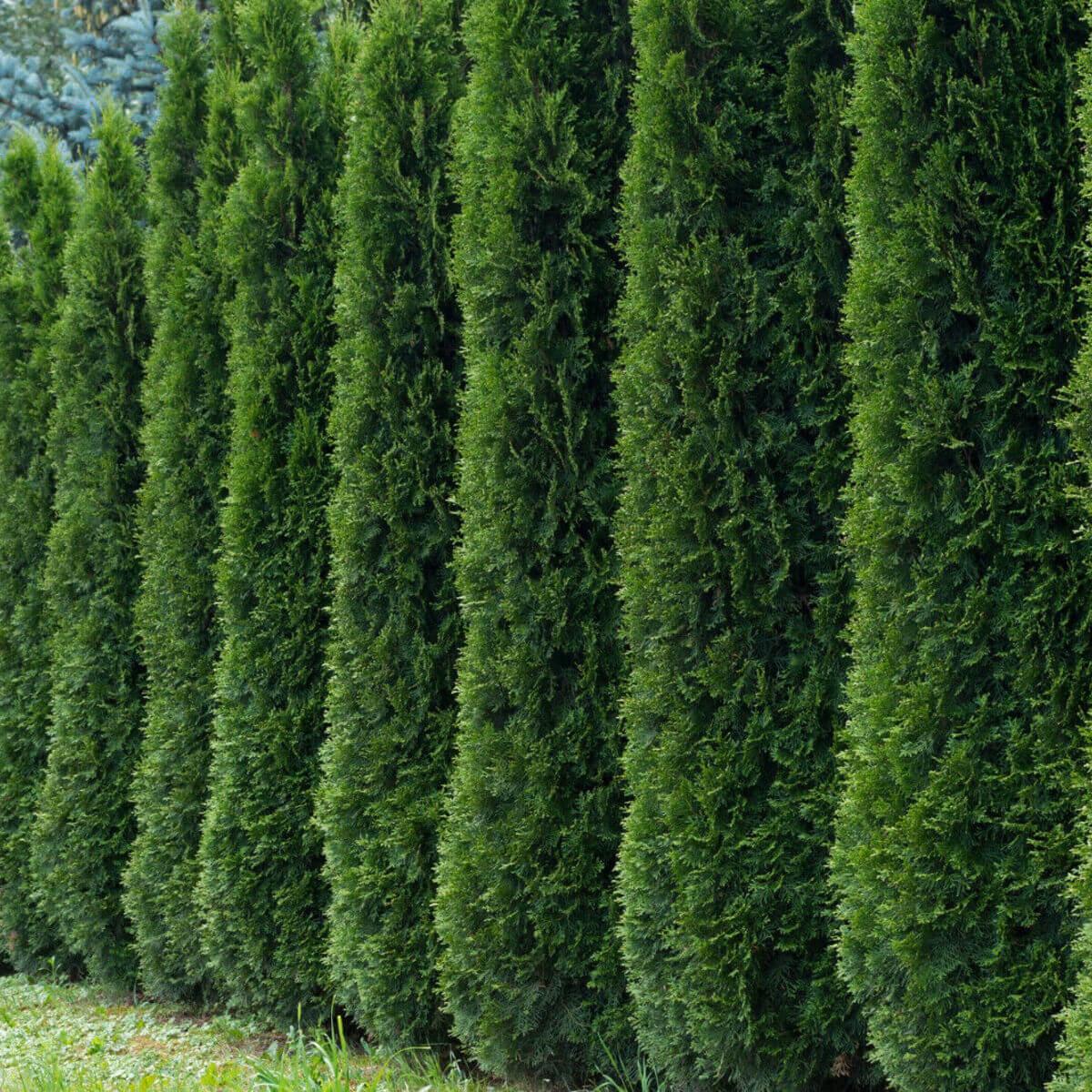 50 American Arborvitae Tree Seeds – White Cedar (Thuja occidentalis) - Seed World