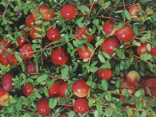 50 American Cranberry | Vaccinium Macrocarpon Seeds - Seed World