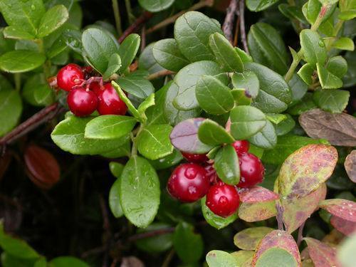 50 American Cranberry | Vaccinium Macrocarpon Seeds - Seed World