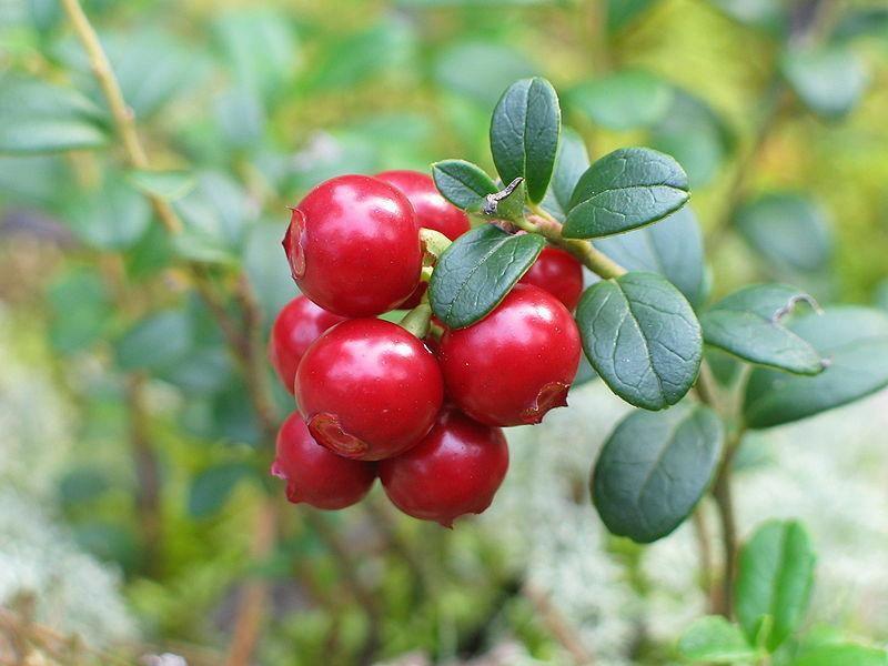 50 American Cranberry | Vaccinium Macrocarpon Seeds - Seed World