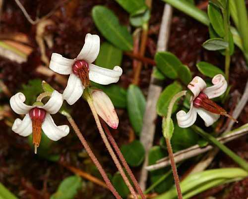 50 American Cranberry | Vaccinium Macrocarpon Seeds - Seed World
