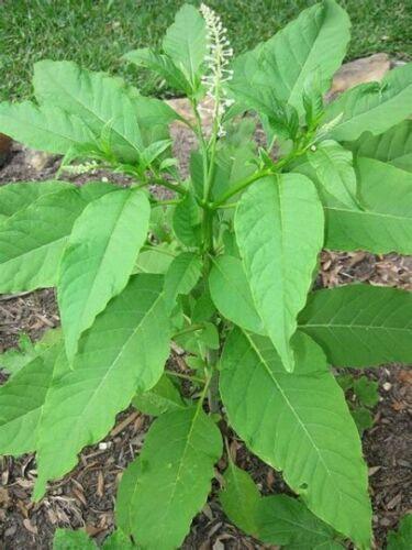 50 American Pokeweed | Phytolacca Americana Seeds - Seed World