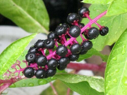 50 American Pokeweed | Phytolacca Americana Seeds - Seed World