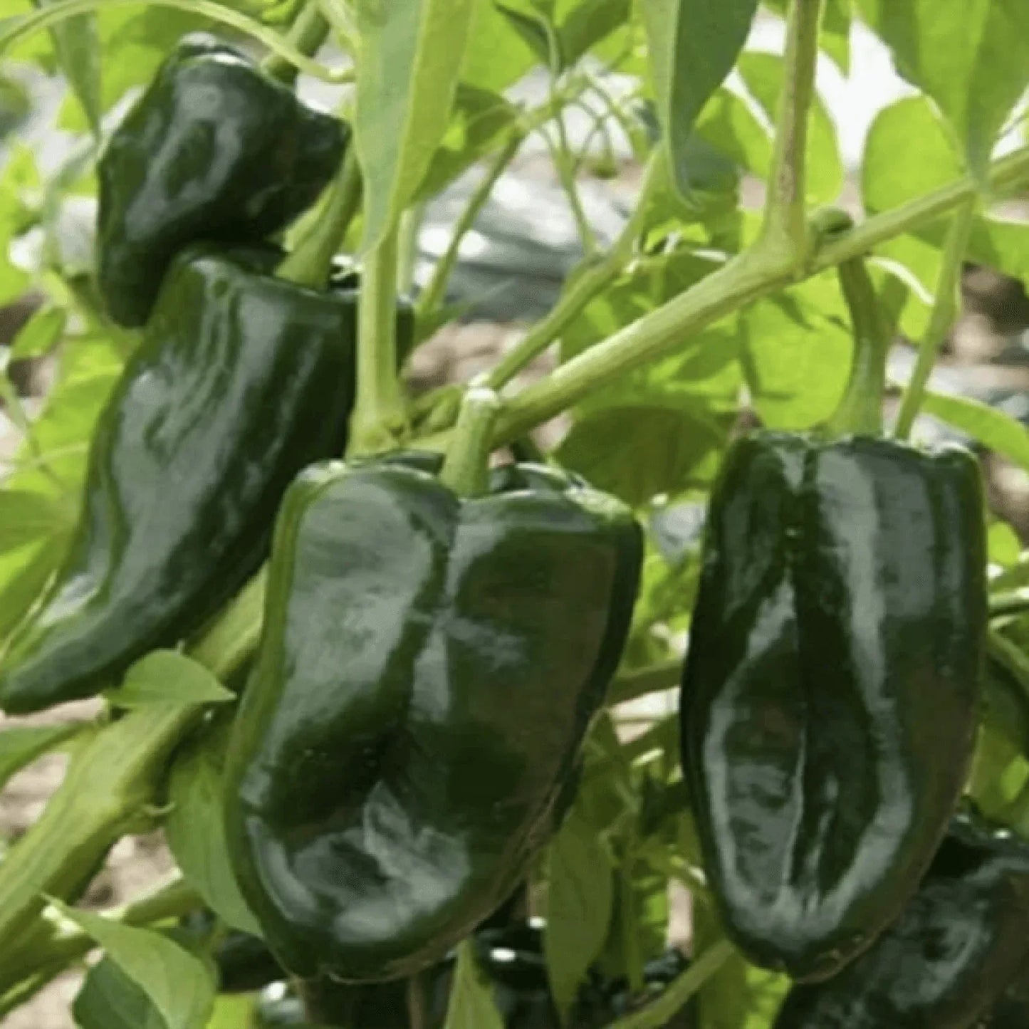 50 Ancho Poblano Chile Pepper Seeds - Seed World