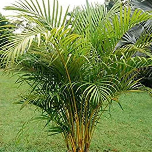 50 Areca Palm (Dypsis Lutescens) Seeds - Seed World