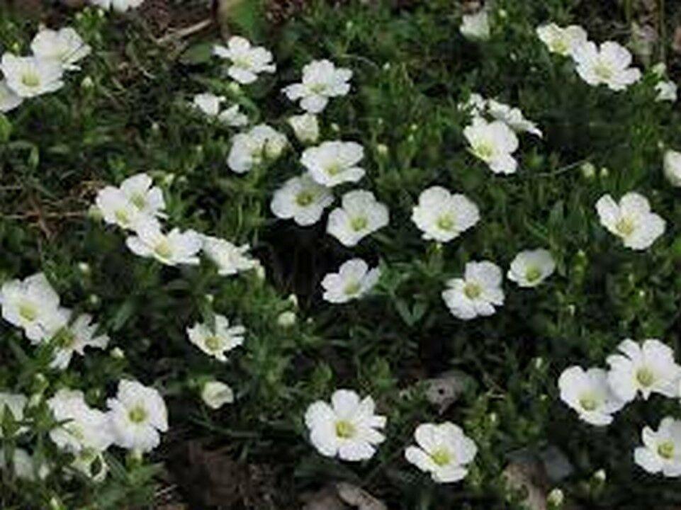 50 Arenaria Montana Seeds - Seed World