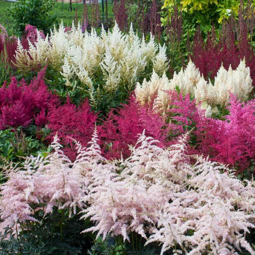 50 Astilbe Bunter - Astilbe Simplicifolia Seeds - Seed World
