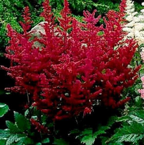 50 Astilbe Bunter - Astilbe Simplicifolia Seeds - Seed World
