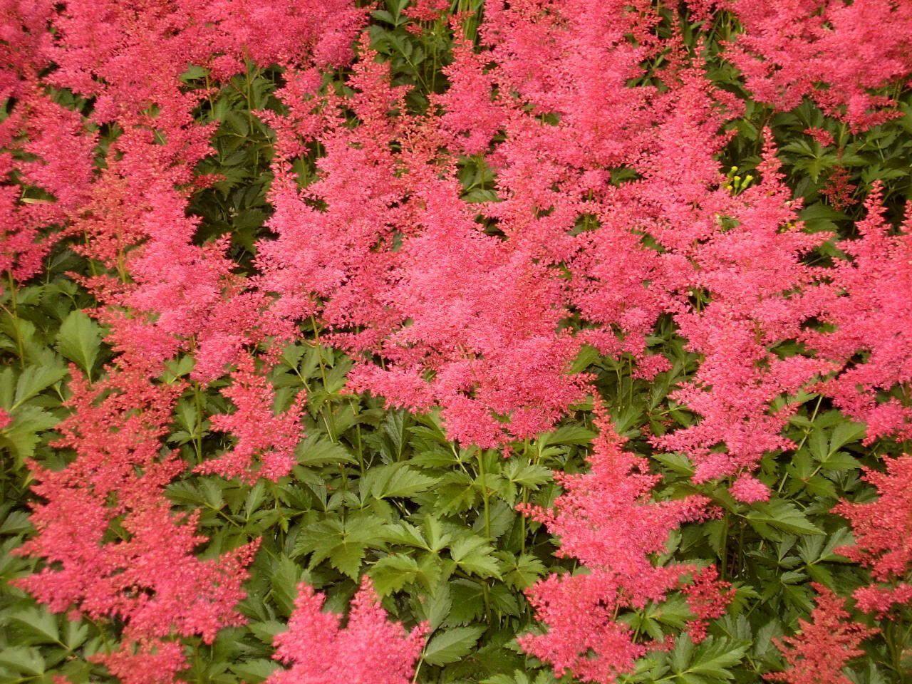50 Astilbe Bunter - Astilbe Simplicifolia Seeds - Seed World