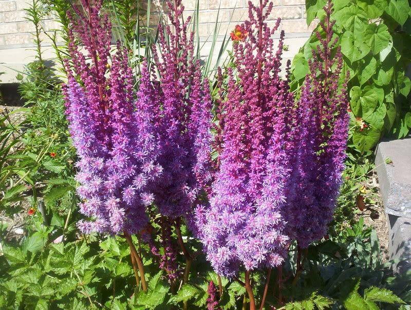50 Astilbe Bunter - Astilbe Simplicifolia Seeds - Seed World