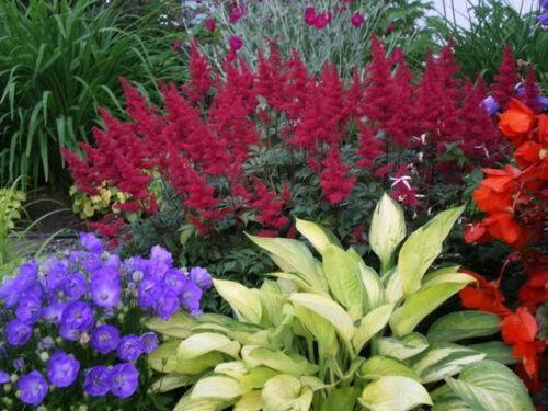 50 Astilbe Bunter - Astilbe Simplicifolia Seeds - Seed World