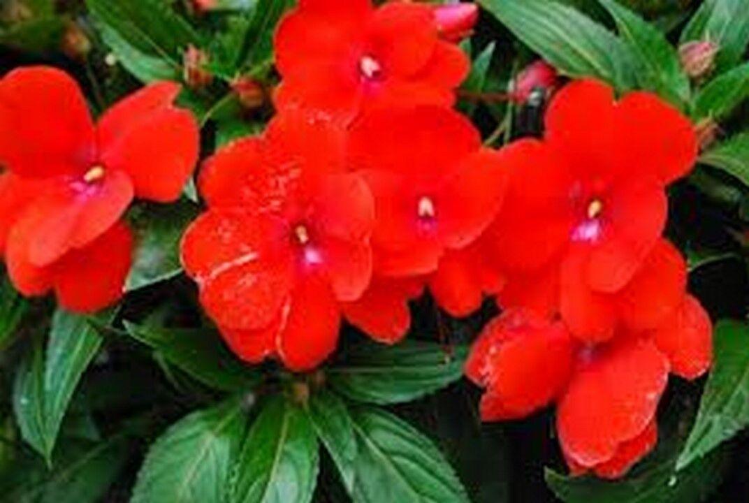 50 Baby Scarlet Impatiens Seeds - Seed World