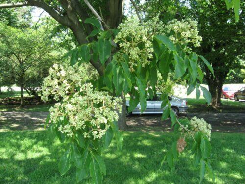 50 Bee-bee Tree - Korea Evodia (Tetradium Daniellii) Seeds - Seed World