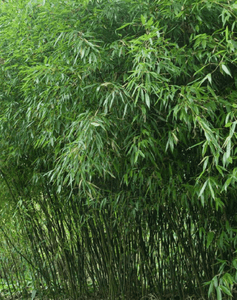 50 Bissetii Bamboo Seeds - Seed World