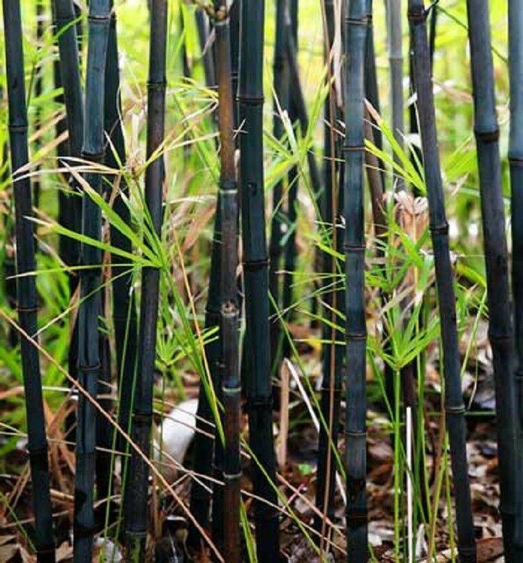 bamboo seeds planting 50 Black Bamboo Seeds