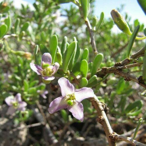 50 Black Goji Berry Seeds - Seed World