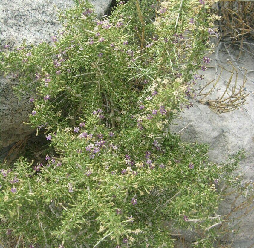 50 Black Goji Berry Seeds - Seed World