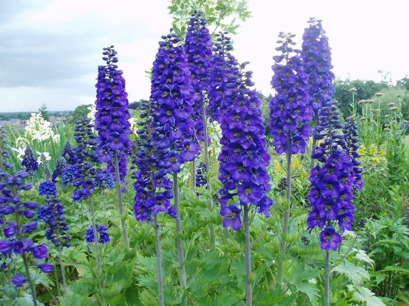 50 Black Knight Delphinium Seeds - Seed World