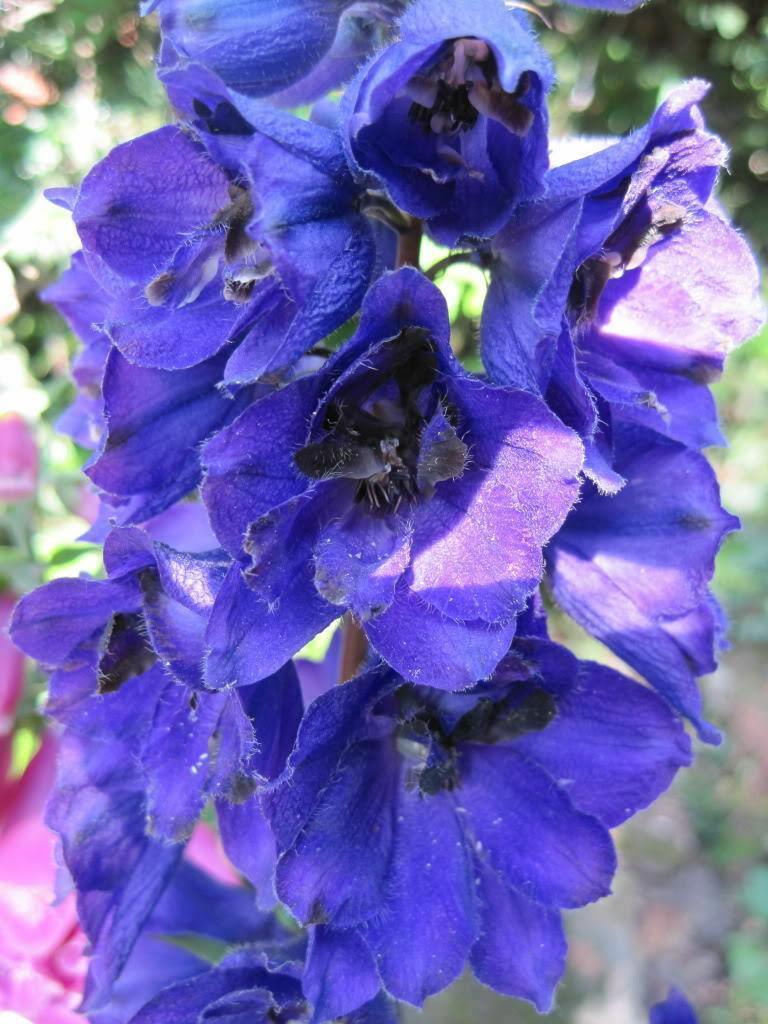 50 Black Knight Delphinium Seeds - Seed World