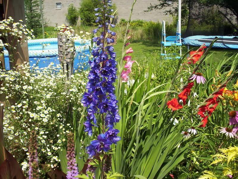 50 Black Knight Delphinium Seeds - Seed World